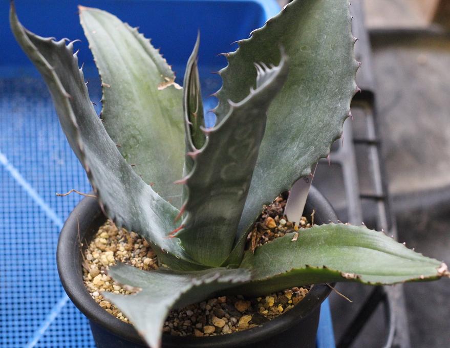 4 アガベ ミラビリス 観葉植物 アガベ アトロビレンス ミラビリス