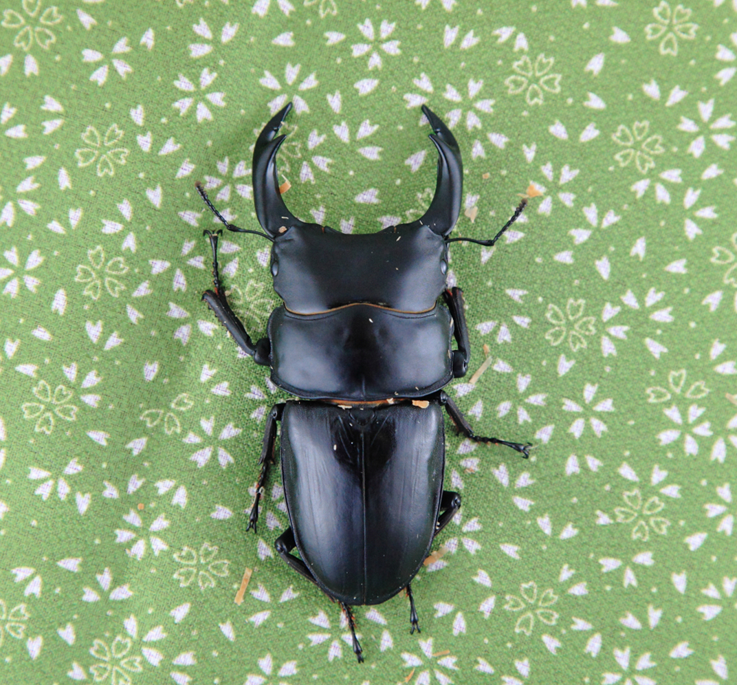 ♪♪絶煩PESAMAの能勢YG♂84.1mm♀52.8mmペア♪♪