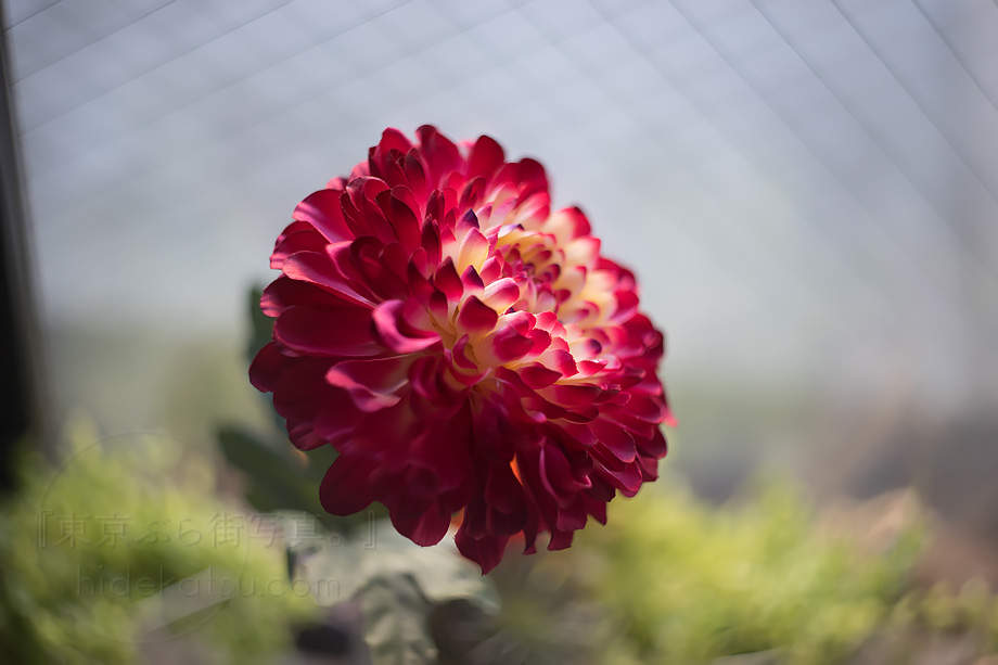 分解清掃済 極美品 Helios-44-2 58mm f2 ヘリオス 1 美品＋