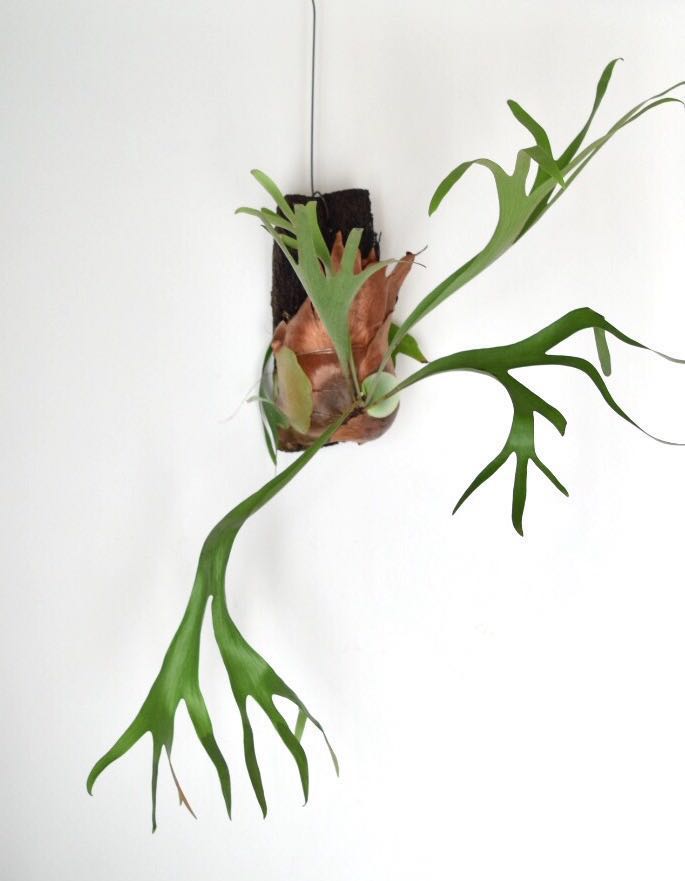 P.stemaria① @bikamori.com ビカクシダ ステマリア ① @ ステマリア