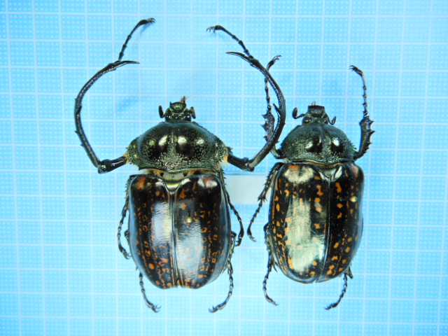 テルヌマテナガコガネ　♂♀ 昆虫標本 テルヌマテナガコガネ 2