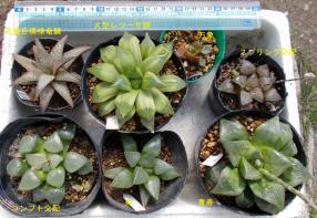 多肉植物 ☆ハオルチア7本