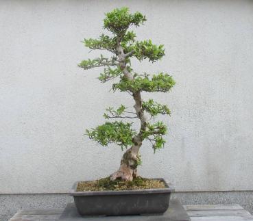 さつき盆栽 ◇日光◇ 鉢 32.5*23cm | SALMONCHILE.CL