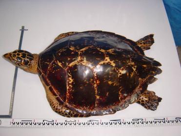 D タイマイ 亀剥製 べっ甲 ジャンク品 手渡し歓迎 カメハクセイ 科学 自然 売買されたオークション情報 Yahooの商品情報をアーカイブ公開 オークファン Aucfan Com