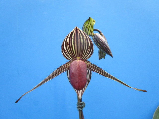 洋蘭 原種 パフィオ Paph. ruthschildianum ‘Val’ x ‘Borneo’ 