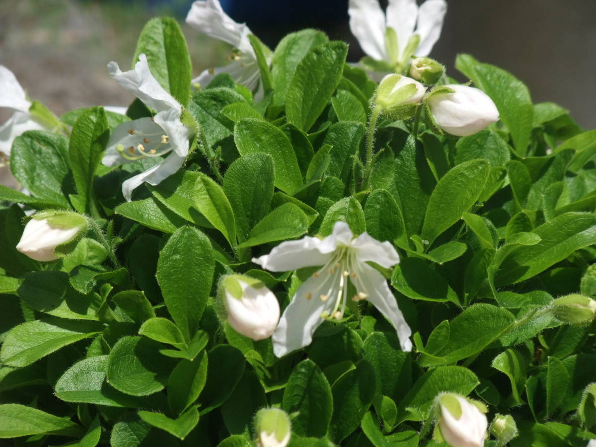 山野草　超希少白花　エゾツツジ　Ｅ 白花エゾツツジ 山野草 【公式通販】