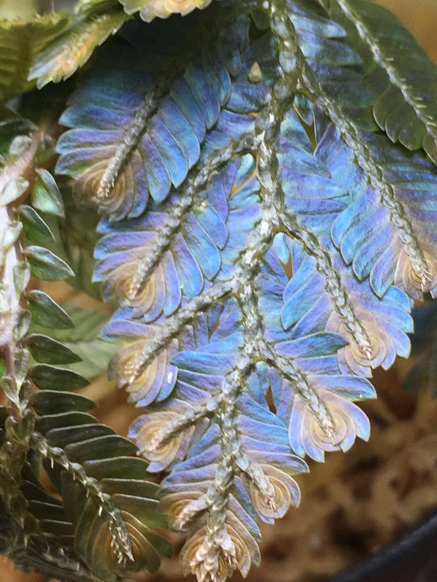 独特のブルーの金属光沢！◇selaginella sp.sarawak◇セラギネラ