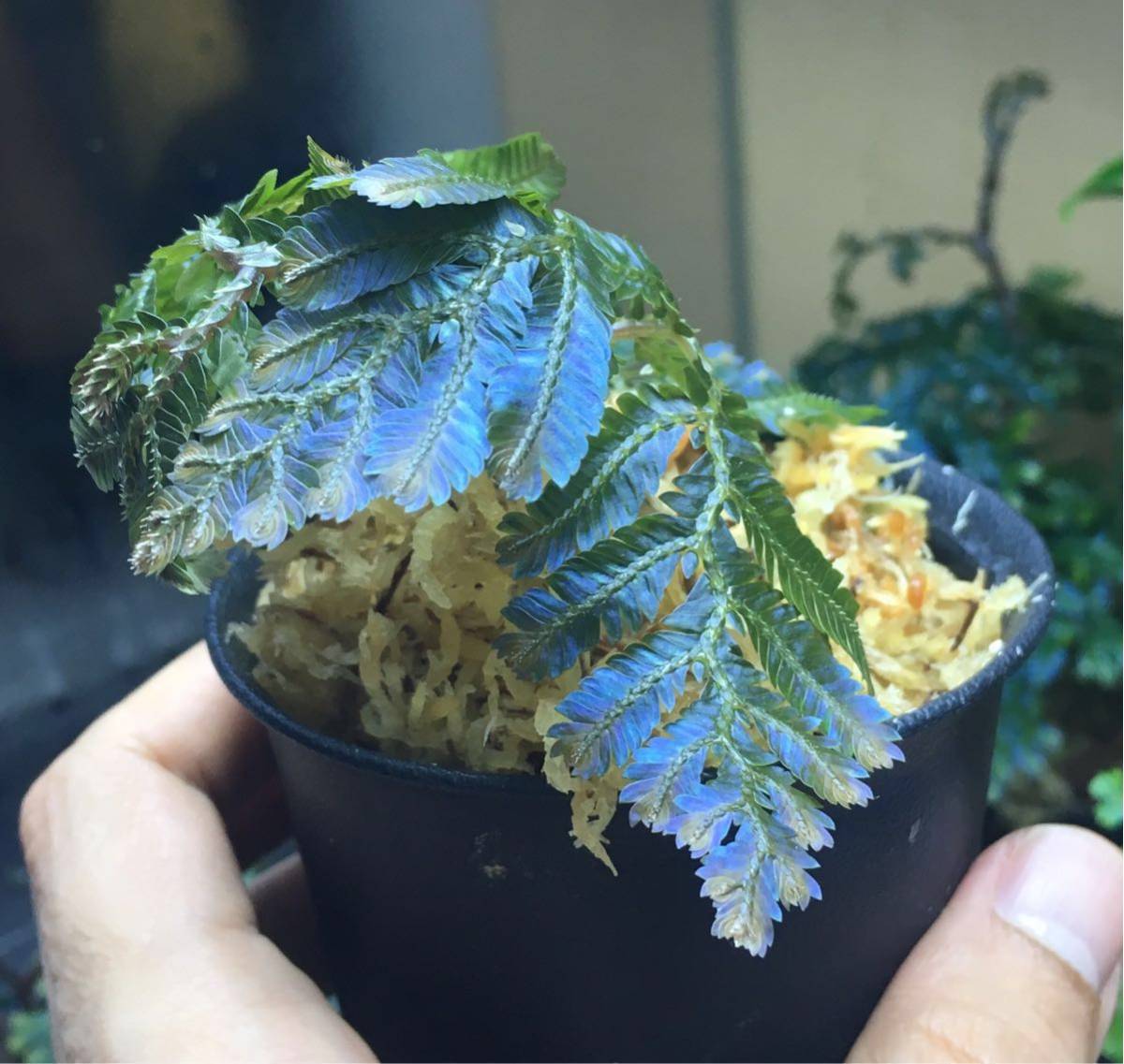 独特のブルーの金属光沢！◇selaginella sp.sarawak◇セラギネラ