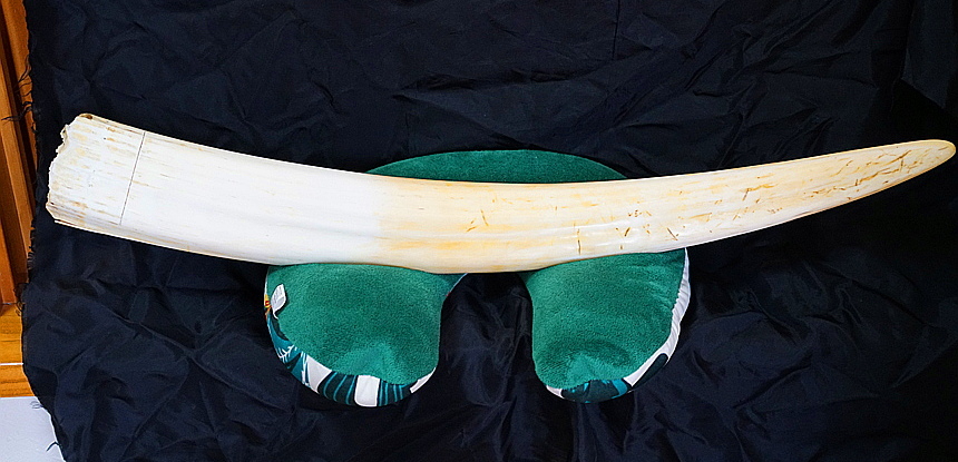 セイウチ　巨大なセイウチの牙　美術品