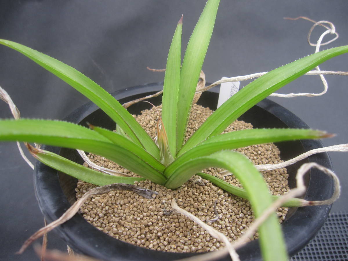 Aloe richardsiae  /QT10()Yahoo!(!)  -  aucfan.com