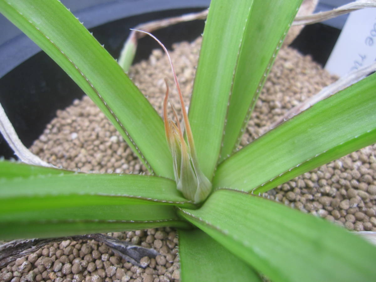 Aloe richardsiae  /QT10()Yahoo!(!)  -  aucfan.com