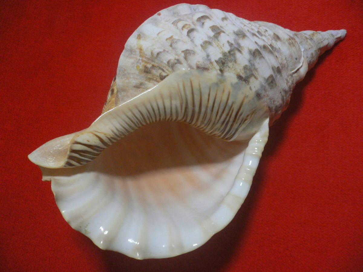 ☆沖縄の法螺貝☆No12☆ほら貝☆ホラガイ☆38.5cm・1230g 