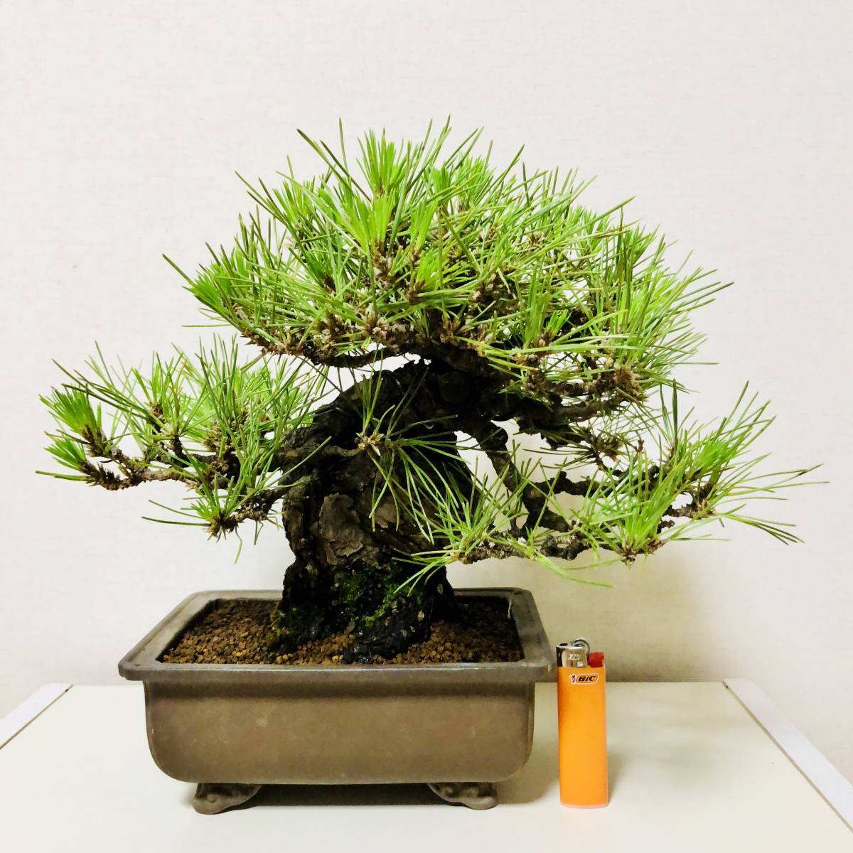 如峰山 皐月 一樹園 ：皐月(如峰山)現品*一点物 寒蘭の栽培を始めて 