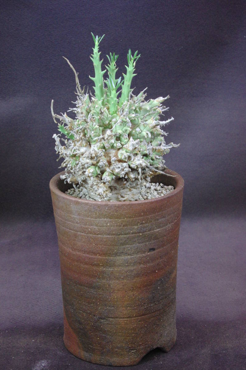 ユーフォルビア　ムルチラモサ　轉輪王　Euphorbia multiramosa　大株