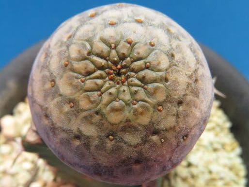 サボテン 多肉植物 83 ユーフォルビア ツルビニフォルミス 接木