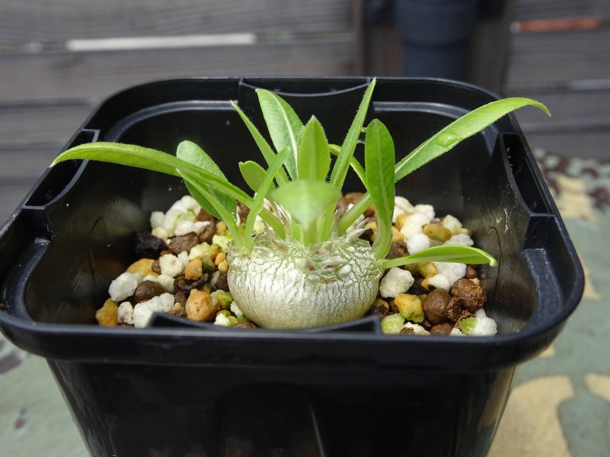 linkplants -リンク – 恵比寿笑い ブレビカウレ 恵比寿笑い名に福を 