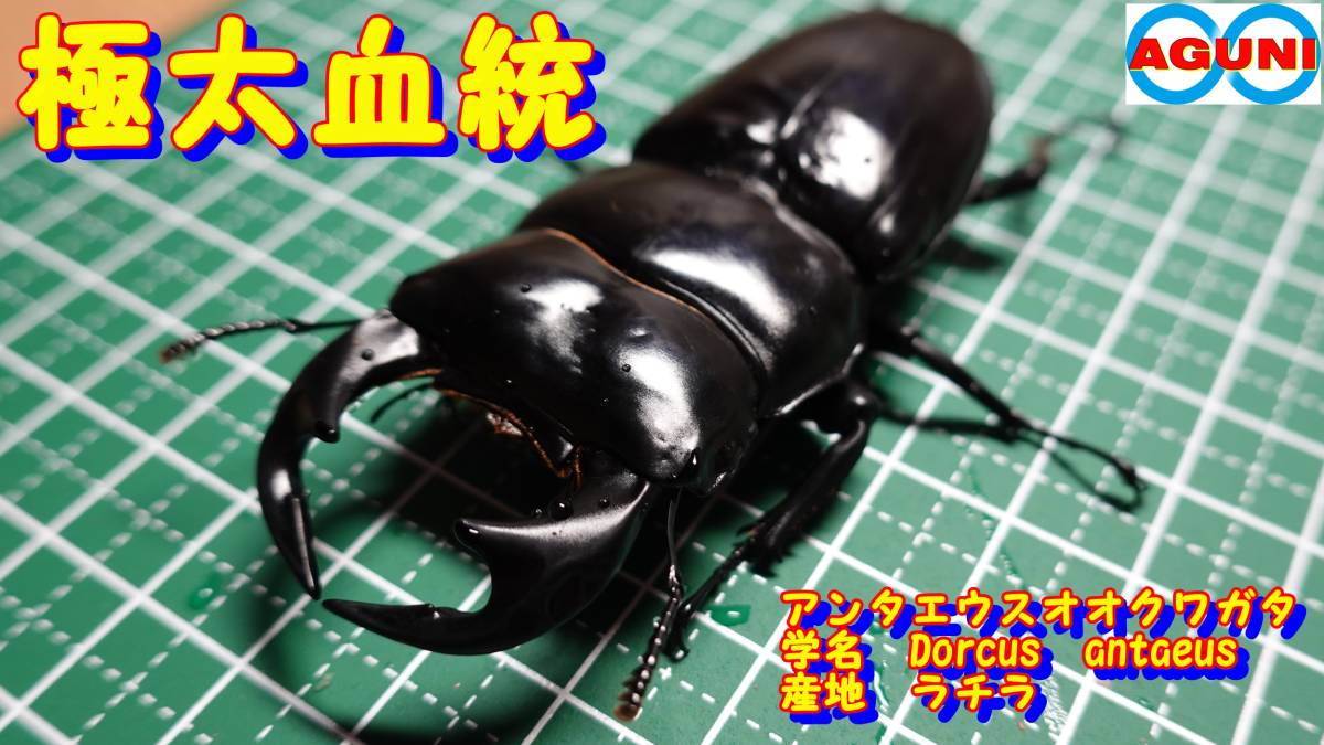 Yahoo!オークション | アンタエウスオオクワガタ初2令幼虫1頭＋今 
