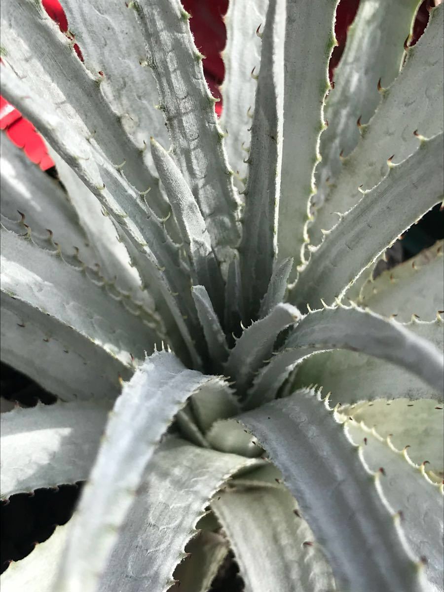 ヘクチア Hechtia 'Baker's Beauty' Bill Baker's hybrid Hechtia