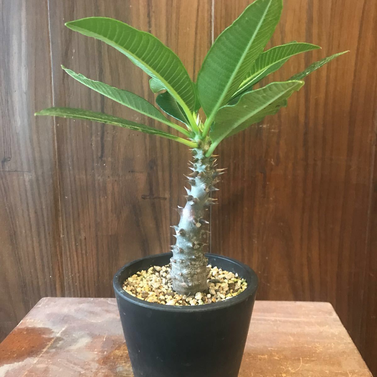 パキポディウム バロニー Pachypodium baronii ③