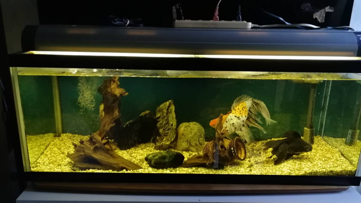 金魚 水槽セット 水槽 初心者向け・おすすめ金魚水槽セット10選 