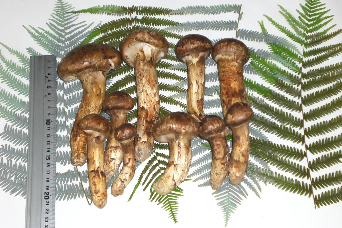 □□□今年初入荷□ブータン産 松茸 約500g□□□