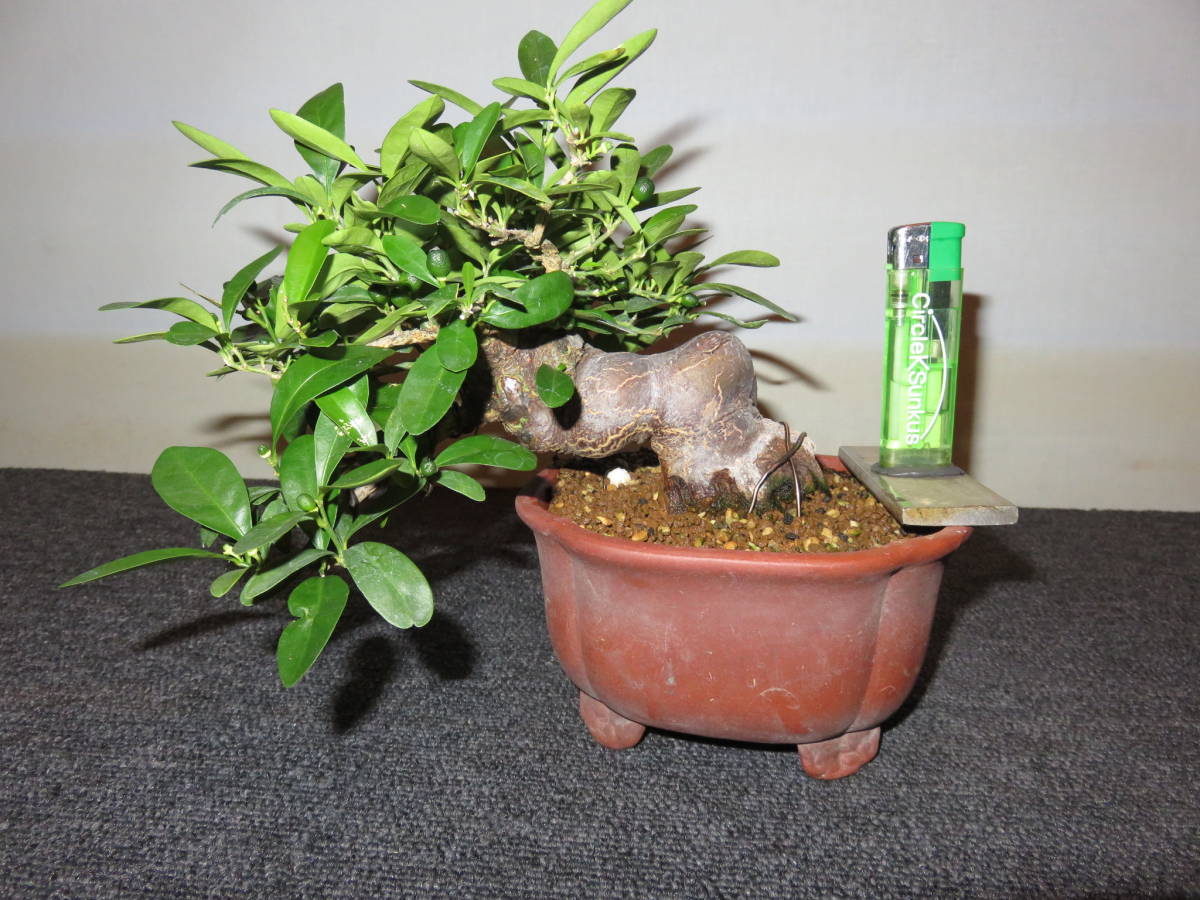 亦盆栽」キンズ ♪♪☆【小品半懸崖盆栽：極太・キンズ（金豆）実成