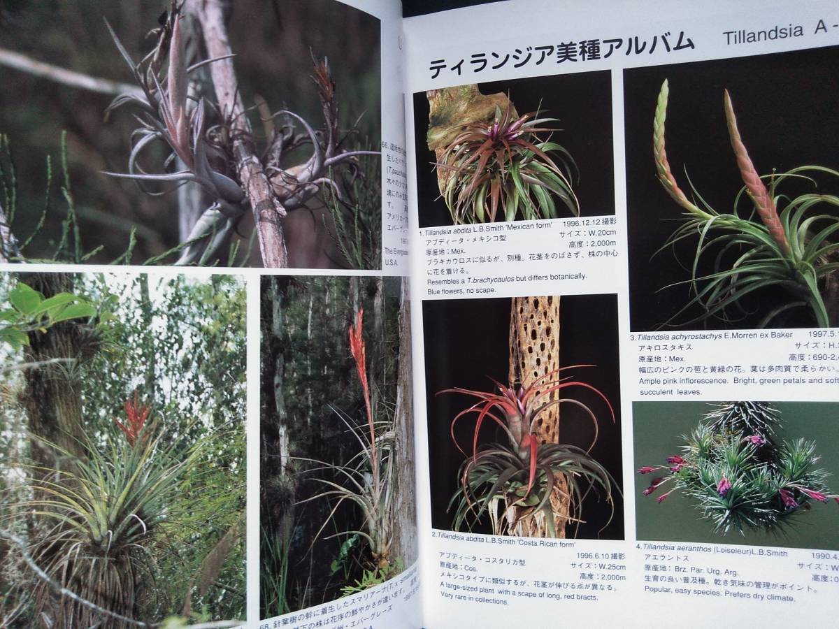 改訂版 □ティランジア・ハンドブック New Tillandsia Handbook 検