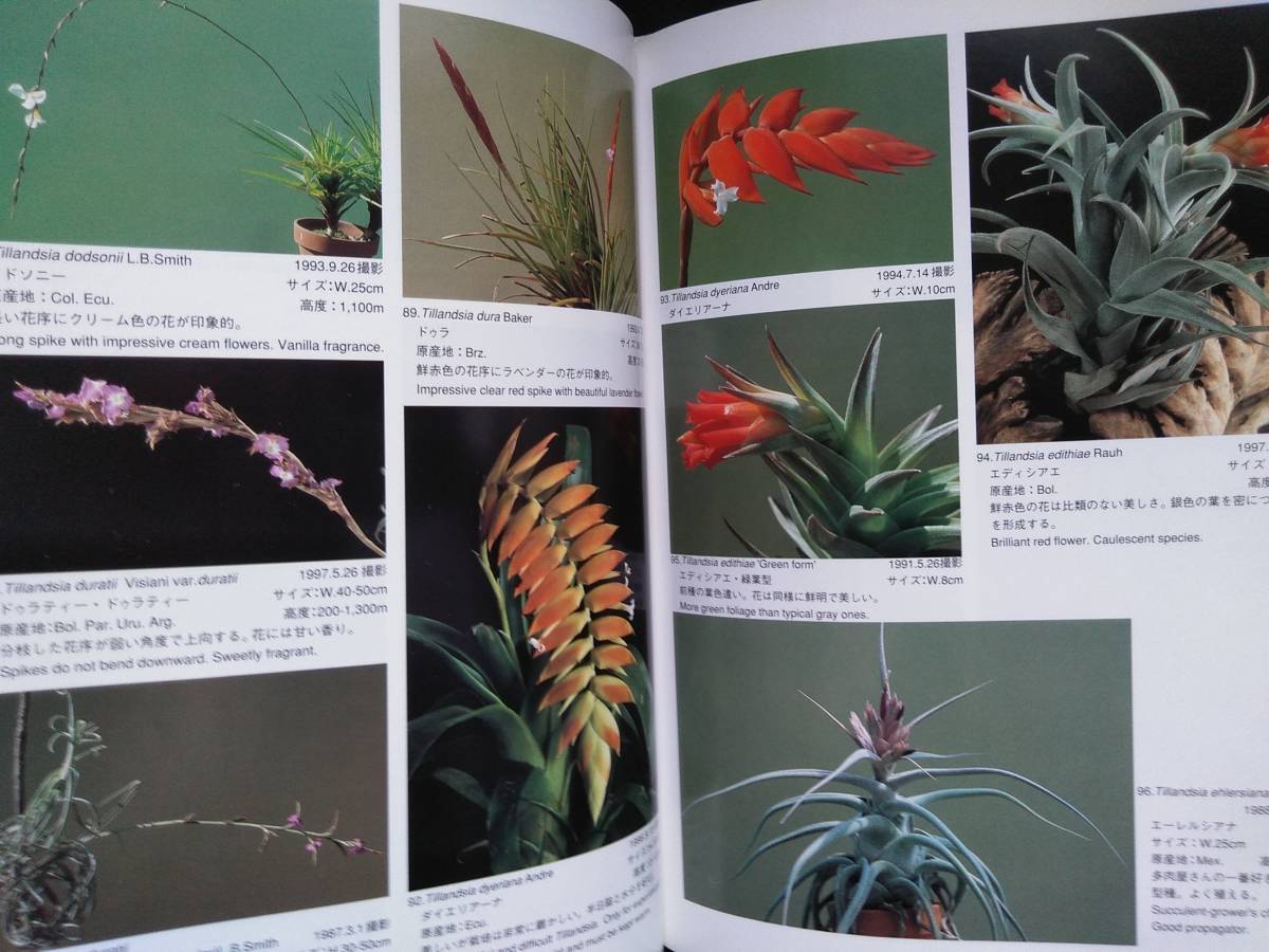 改訂版 □ティランジア・ハンドブック New Tillandsia Handbook 検
