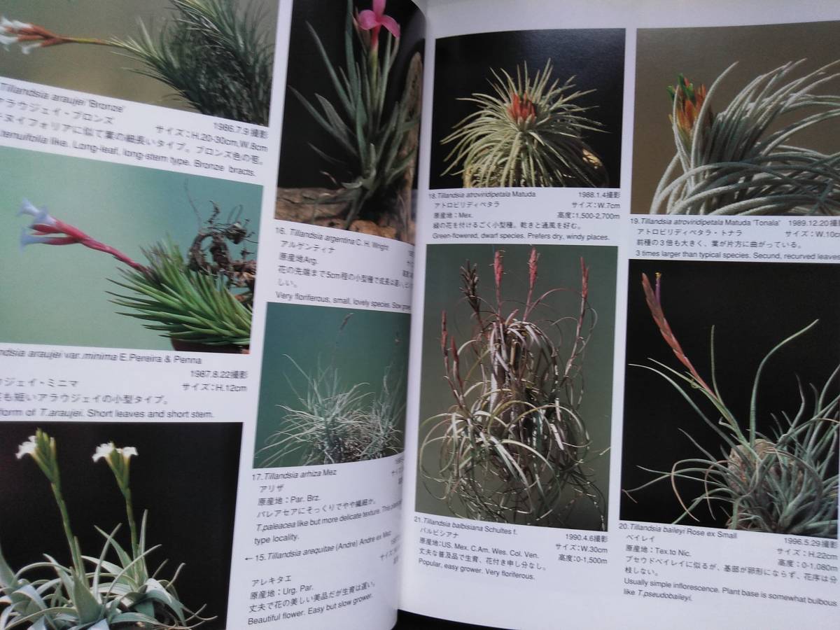 改訂版 □ティランジア・ハンドブック New Tillandsia Handbook 検