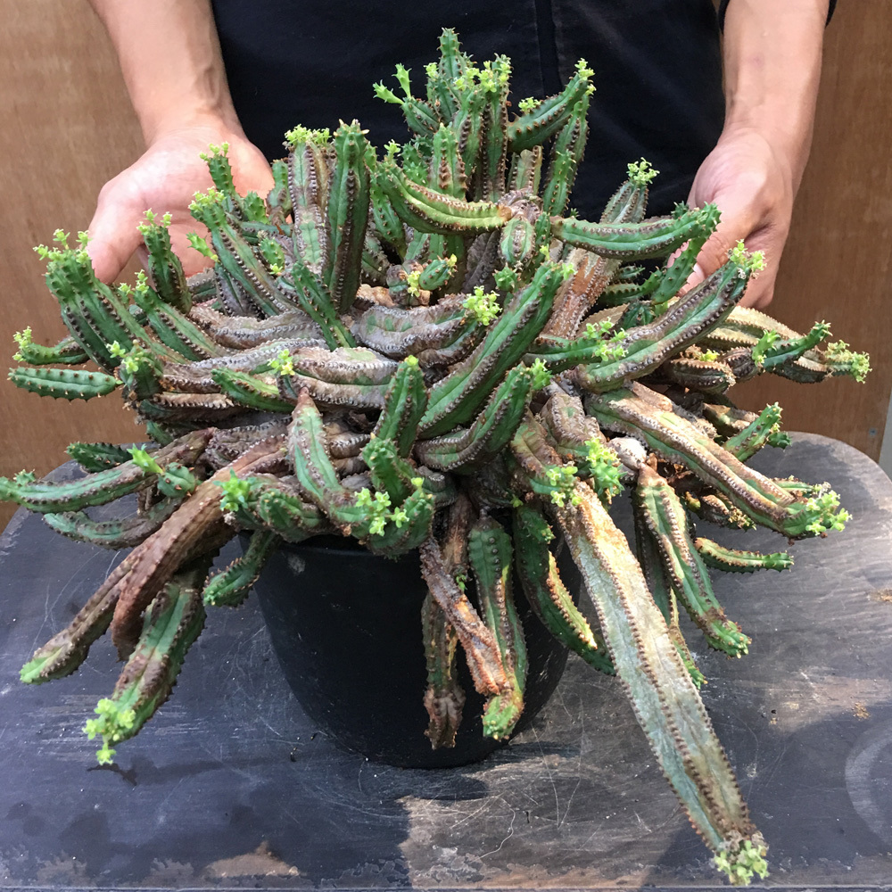 No.094【 EUPHORBIA TUBIGLANS 】 大株 ユーフォルビア ツビグランス