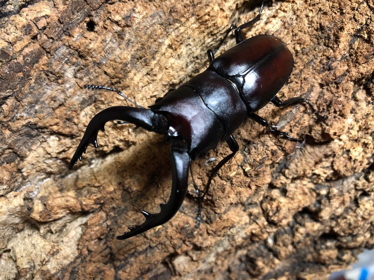 天然 ノコギリ クワガタ 壱岐産 ♂69,0 ♀34,0