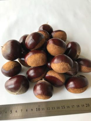 栗の王様　利平栗　５㎏　茨城県産