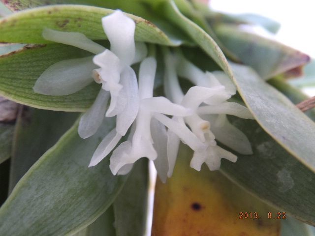 洋蘭パフィオ】Paph.Extra Churchill`A'×Hamana Waltz | PROPERTY.STAI