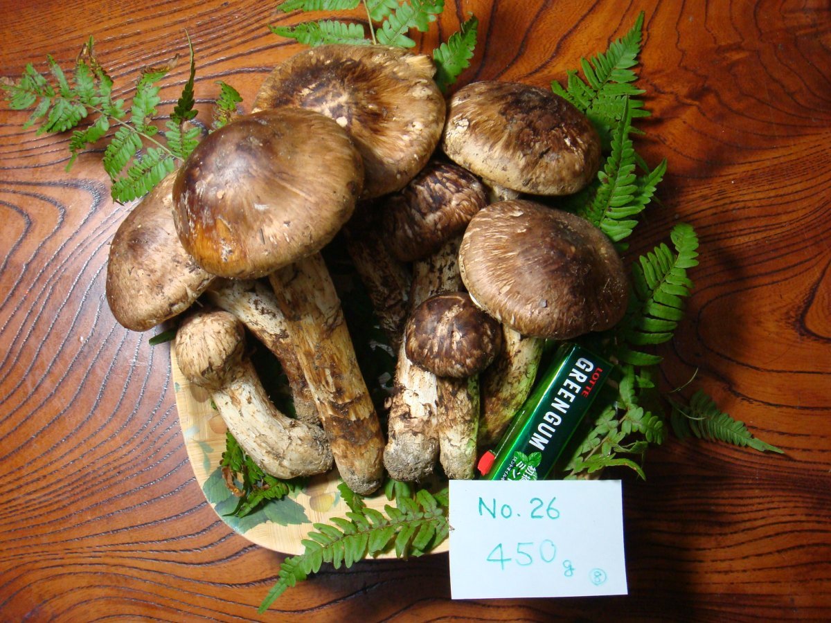 訳あり松茸 信州産 長野県 約450g