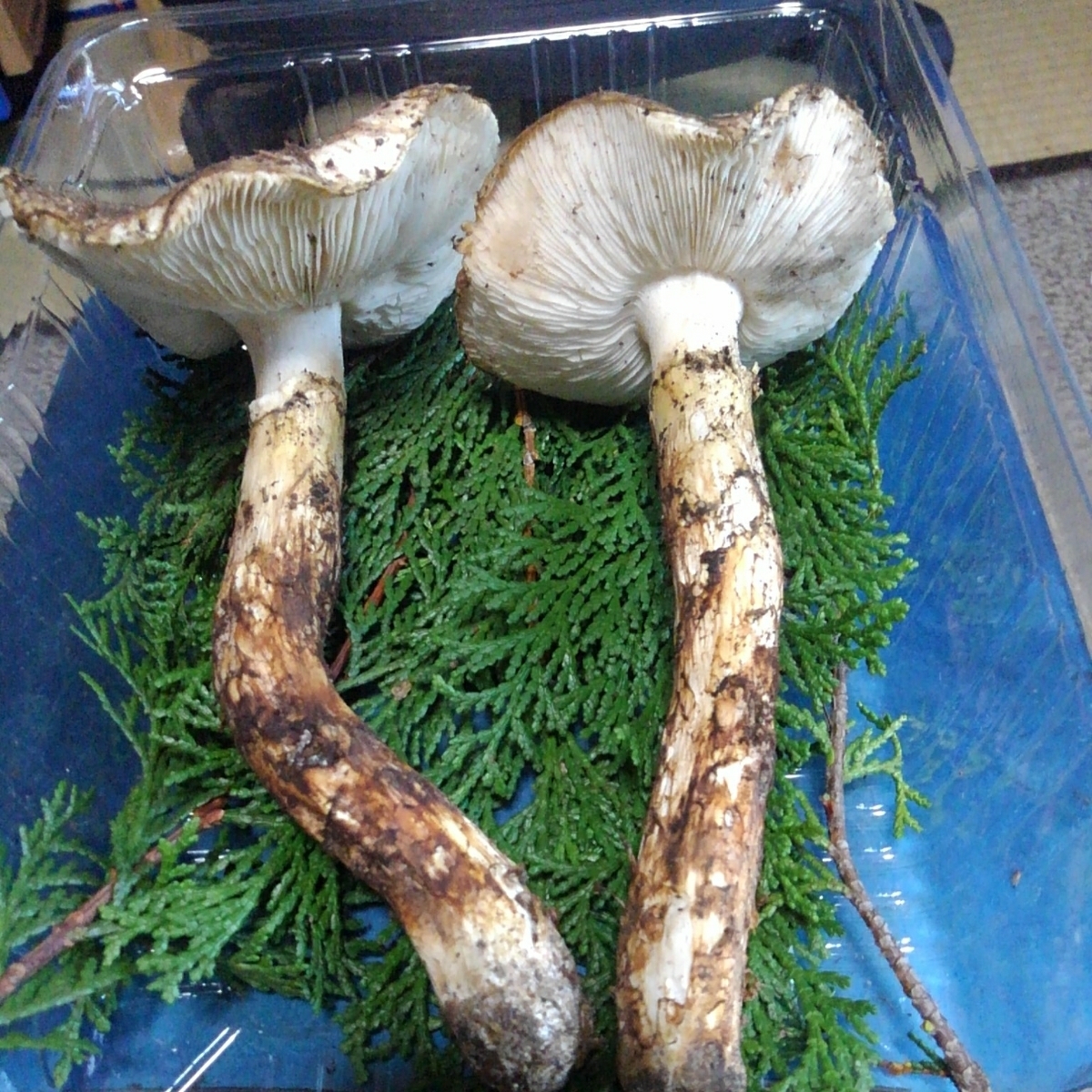 国産 : 天然 松茸 極上品 つぼみ 中開き 200g クール便 | 信州松茸屋 国産