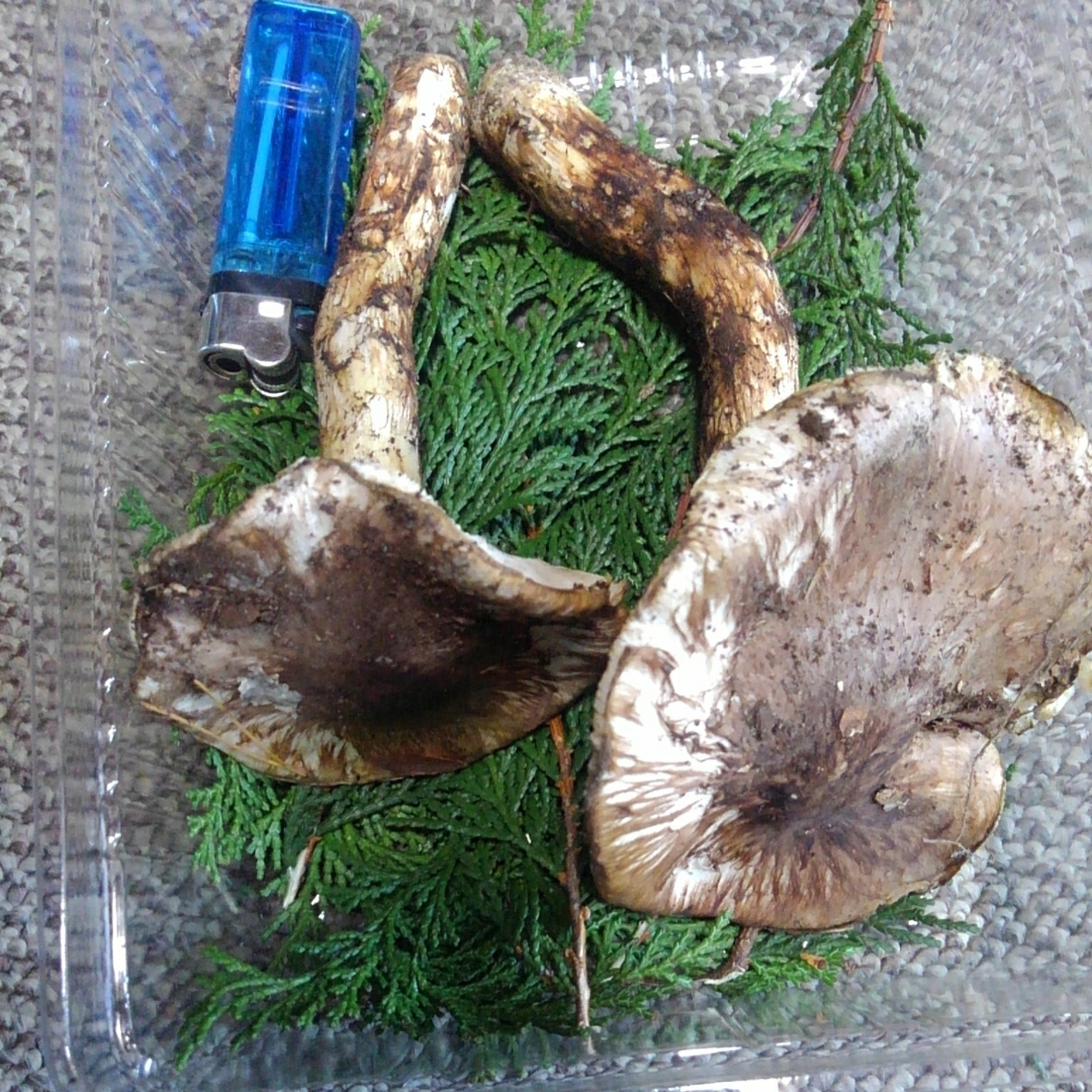国産 : 天然 松茸 極上品 つぼみ 中開き 200g クール便 | 信州松茸屋 国産