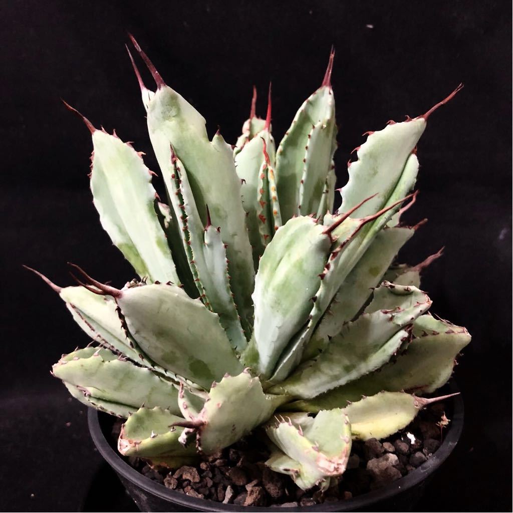 アガベ キュービック 大 Agave potatorum cubic /B