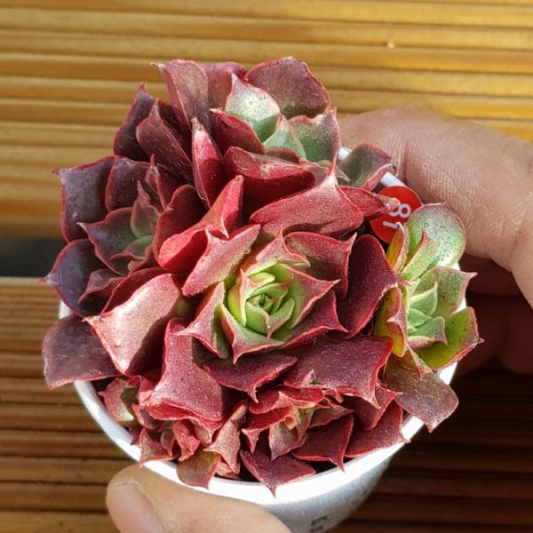 ★エケベリア ヒアリナ×ロンギシマ (農園プラティナ)(同梱発送) 韓国苗 / 多肉植物 / サボテン) j1115-081