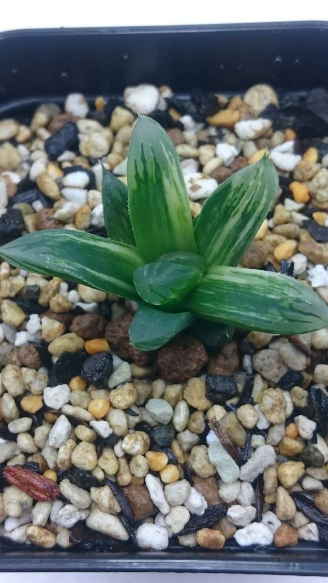 本物保証，送料無料 ハオルチア 花水晶 旧 緑太線三角窓オブツーサ錦 ②(サボテン)｜売買されたオークション情報、yahooの商品情報をアーカイブ公開 - オークファン サボテン