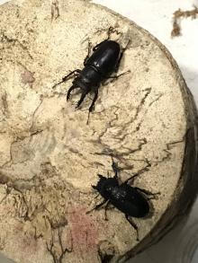 【LucanusTokyo】ミヤマ専門店　アマミミヤマ　初2令3頭_1