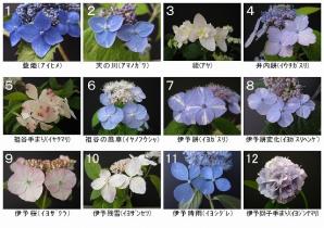 【Ａ】● 山アジサイ ■ 山野草・盆栽 ■ お好みの品種をお選び下さい ■