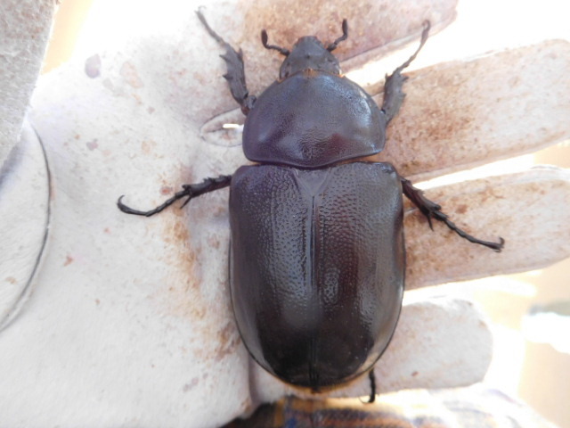 マヤシロカブト マヤシロカブトペア① 78mm♂♀ ペア