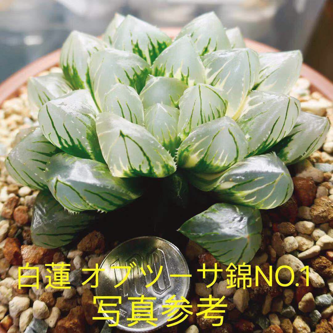 14 ハオルチア 多肉植物 白蓮オブツーサ錦糊斑 自家繁殖 26 ハオルチア