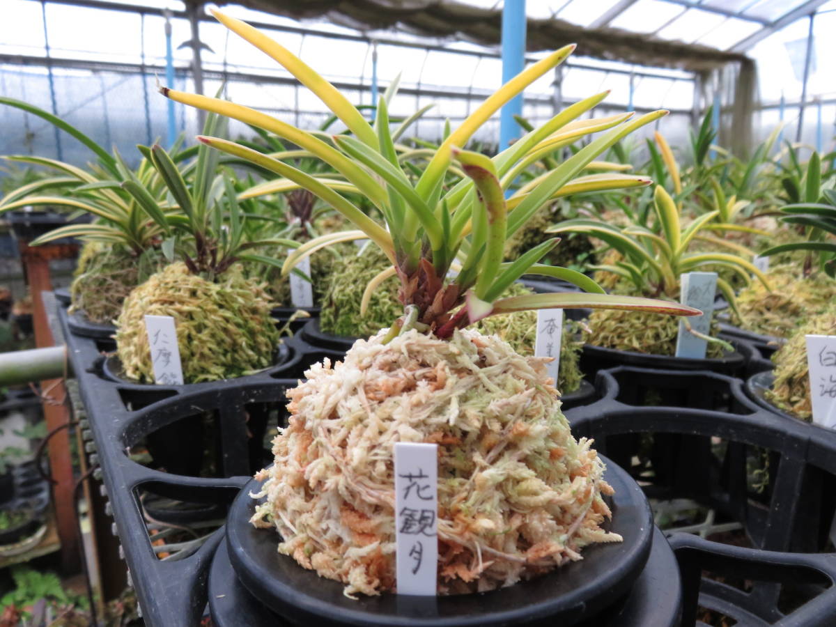 ♪暑中御見舞商品♪】富貴蘭 花観月① 花観月】 | 富貴蘭を楽しんでブログ