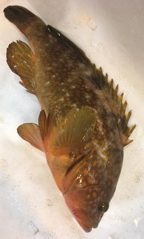 鮮魚 活〆 アコウ キジハタ 約1キロ 福岡産