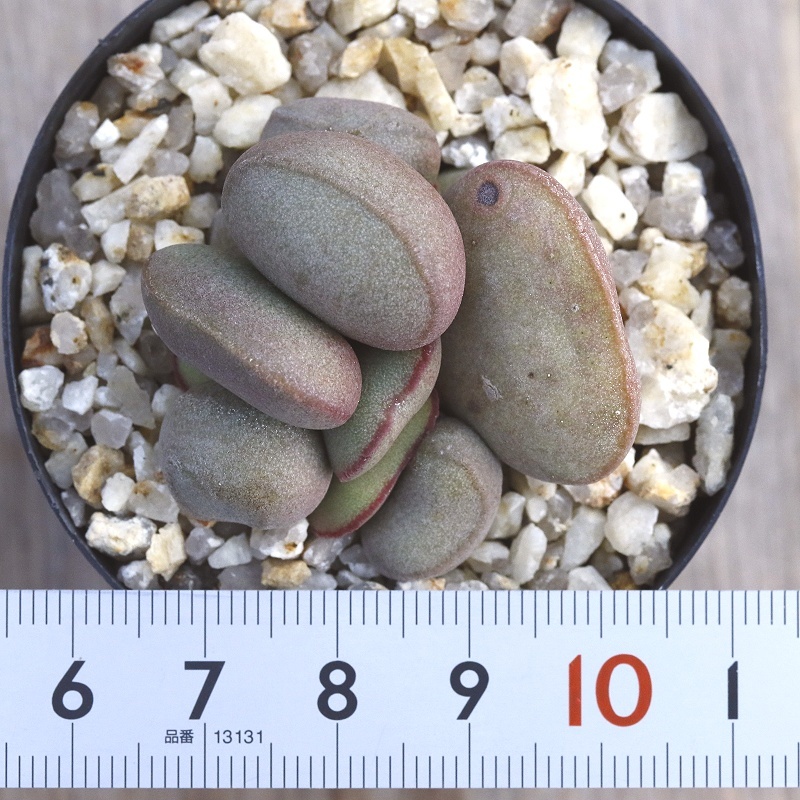 アドロミスクス　ハリー　アビオスマウンテン　 Adromischus marianiae 'Hallii Avios Mt.' 　★多肉植物★