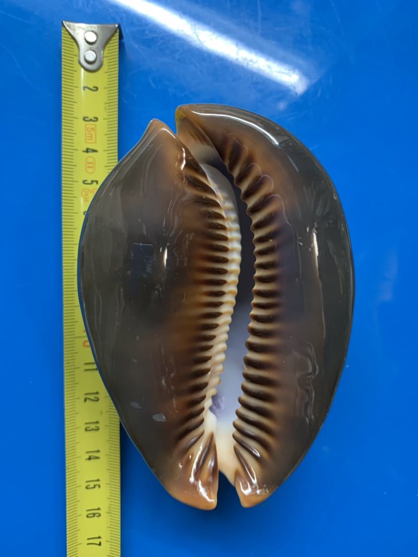 ハチジョウダカラ 98.4mm 【公式通販】