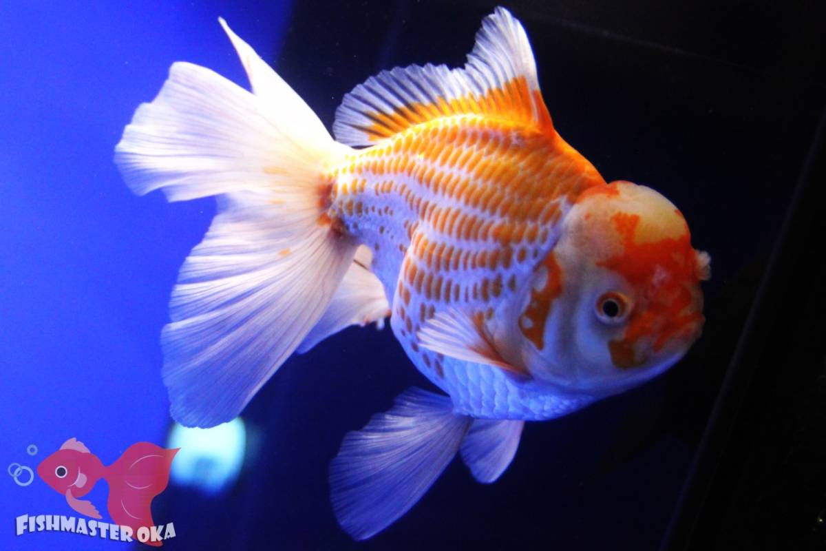  ２８FISHMASTER OKA 鹿仔オランダ紗獅子頭 約２１ｃｍ前後 雄(獅子頭)｜売買されたオークション情報、yahooの商品情報をアーカイブ公開 - オークファン 獅子頭