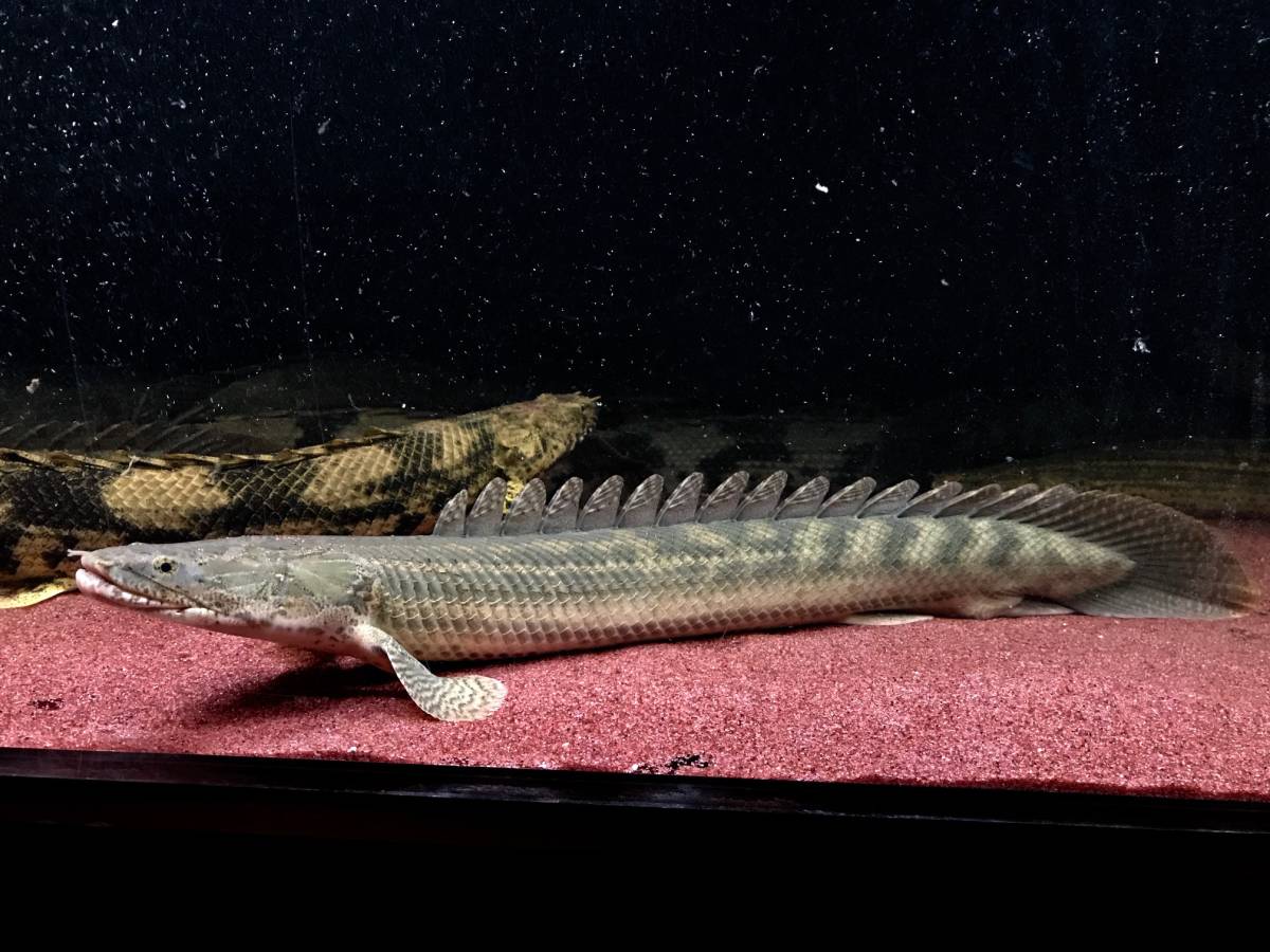 美個体 ワイルド ビキール ビキール 54cm± 餌食い抜群 偏平顔 美バンド 