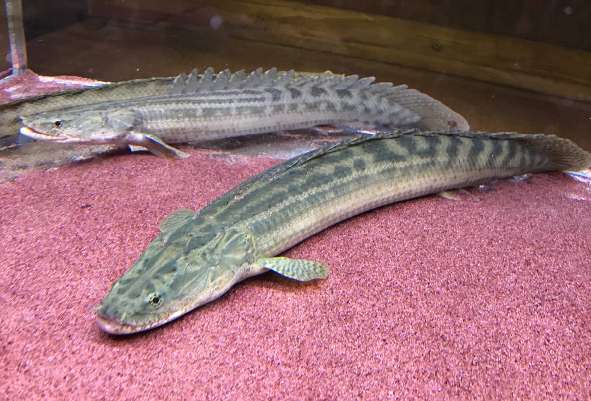 美個体 ワイルド ビキール ビキール 54cm± 餌食い抜群 偏平顔 美バンド 